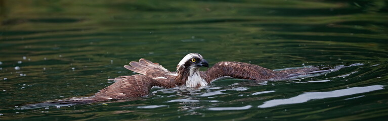 Fishing osprey