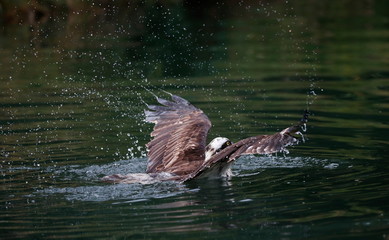 Fototapeta premium Fishing osprey