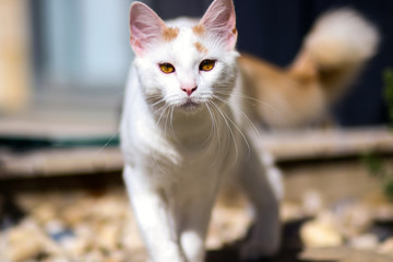 White Cat Stalking