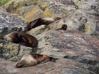 Sleeping seals with baby seal on the rock at the Milford Sound, Fiordland National Park, New Zealand South Island