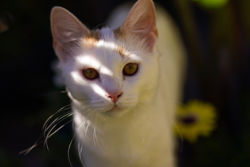 Fototapeta premium Curious Cat in Sunlight