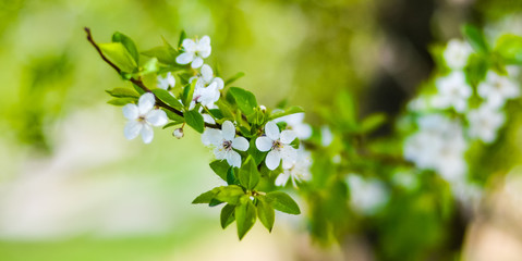 concept, branches of early blooming flowering trees, blurred green background and foreground