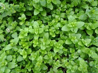 background of fresh mint green leaves