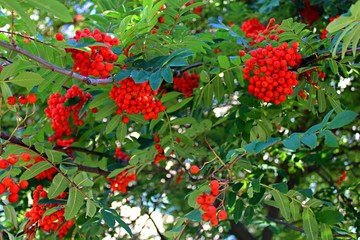 Obraz premium red bunches of Rowan on green branches