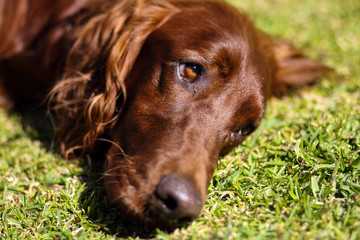 Puppy Dog Eyes