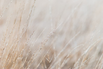 Winter meadow dry grass. Close-up, blurred background, soft focus on individual straws. For a background in natural soothing colors.