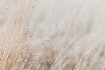 Trockenes Gras der Winterwiese. Nahaufnahme, unscharfer Hintergrund, weicher Fokus auf einzelne Strohhalme. Für einen Hintergrund in natürlichen beruhigenden Farben. © IRINA NAZAROVA