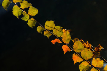 Obraz premium Branch of hazel with yellow and red leaves on a natural dark background. Autumn etude.