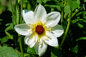 Close up of a dahlia blossom in a flower garden