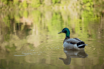 Mallard reflection