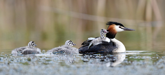 Haubentaucher (Podiceps cristatus) mit Jungtieren - Great crested grebe © bennytrapp