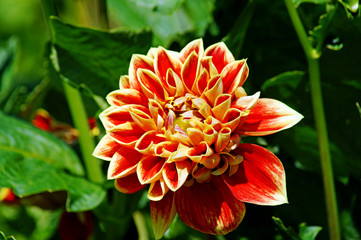 Close up of a dahlia blossom in a flower garden