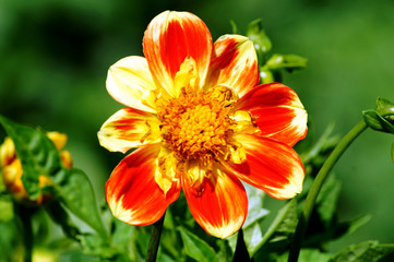 Close up of a dahlia blossom in a flower garden