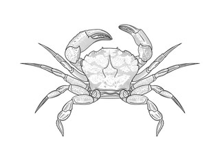 Crab illustration