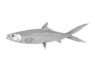 Milkfish vector illustration