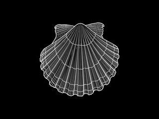 White Scallop vector illustration on black background