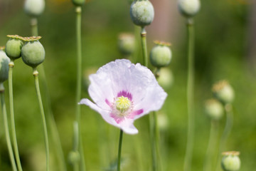 blooming flower of lilac poppy on the background of poppy heads