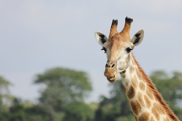 Obraz premium Giraffe / Giraffe / Giraffa Camelopardalis