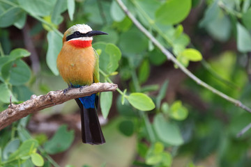 Weißstirnspint / White-fronted bee-eater / Merops bullockoides