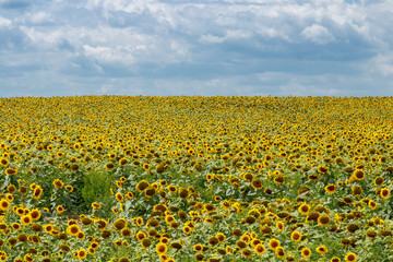 Fototapeta premium Beautiful field of yellow sunflowers on a background of blue sky with clouds