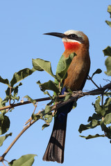 Weißstirnspint / White-fronted bee-eater / Merops bullockoides