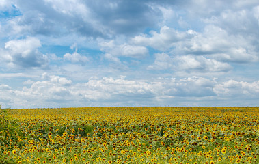 Obraz premium Beautiful field of yellow sunflowers on a background of blue sky with clouds