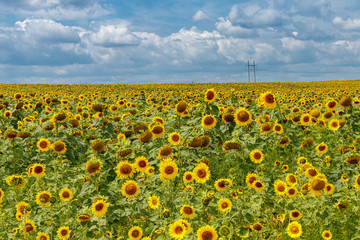 Obraz premium Beautiful field of yellow sunflowers on a background of blue sky with clouds