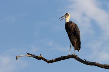 Wollhalsstorch / Woolly-necked stork / Ciconia episcopus