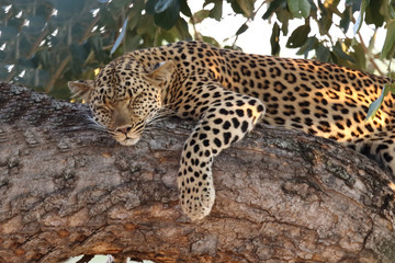 Leopard / Leopard / Panthera pardus.