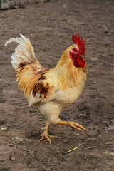 Hahn im Hühnergarten