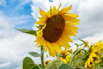 Beautiful field of yellow sunflowers on a background of blue sky with clouds