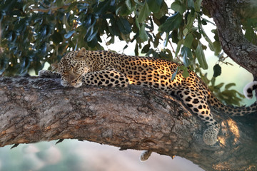Leopard / Leopard / Panthera pardus.