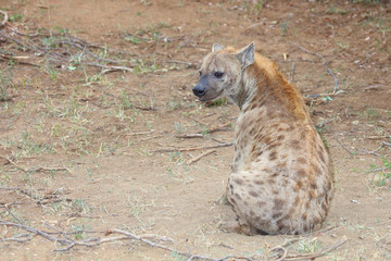 Obraz premium Tüpfelhyäne / Spotted hyaena / Crocuta crocuta