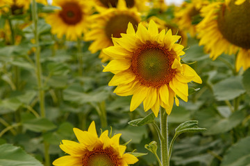 Beautiful field of yellow sunflowers on a background of blue sky with clouds