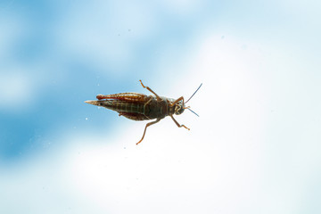 wonderful Grasshopper against a blue sky