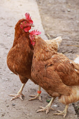 Hühner im Hühnergarten