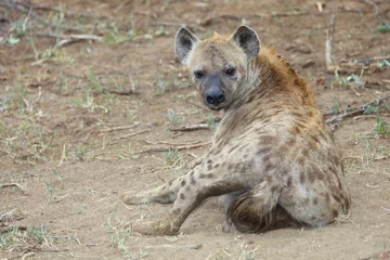 Foto op Aluminium Gevlekte hyena / Crocuta crocuta © Ludwig