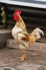 Gockelhahn beim krähen