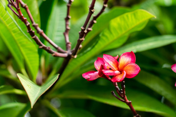 Fototapeta premium Red plumeria flowers on the tree