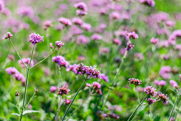 Violet verbena flowers
