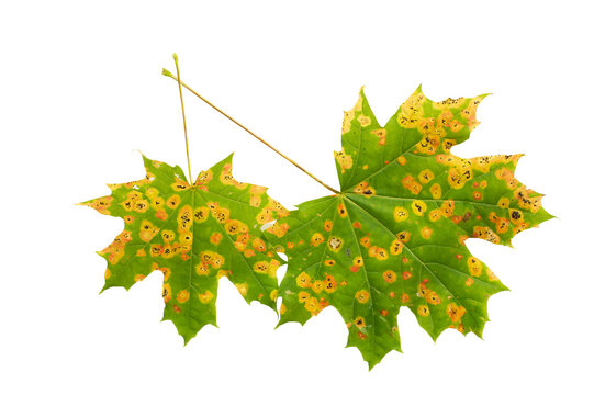Maple leaves with spots of disease isolated on white