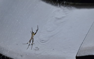 瓦の間の蜘蛛の巣と雨