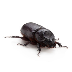 Siamese rhinoceros beetle isolated on white background.