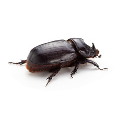 Siamese rhinoceros beetle isolated on white background.