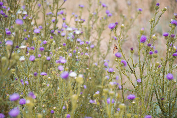 Butterfly in the field