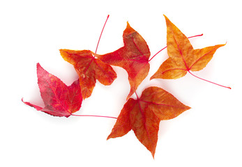 Dried maple leaves isolated over white background.
