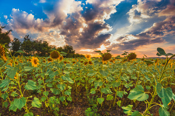 Fototapeta na wymiar Field with sunflowers