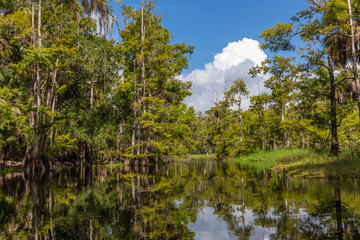 Fototapeta na wymiar Scenic View of Cypress Trees and Knees along Fisheating Creek in Florida