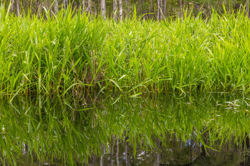 Grasses reflected in Fisheating Creek in Florida