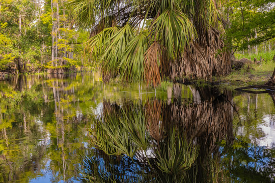 Palm leaves reflecting in the calm waters of Fisheating Creek in Florida © Linda